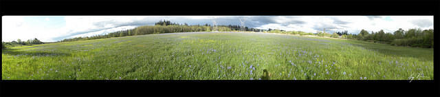 Camas blue field pano