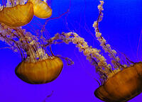 JellyFish06